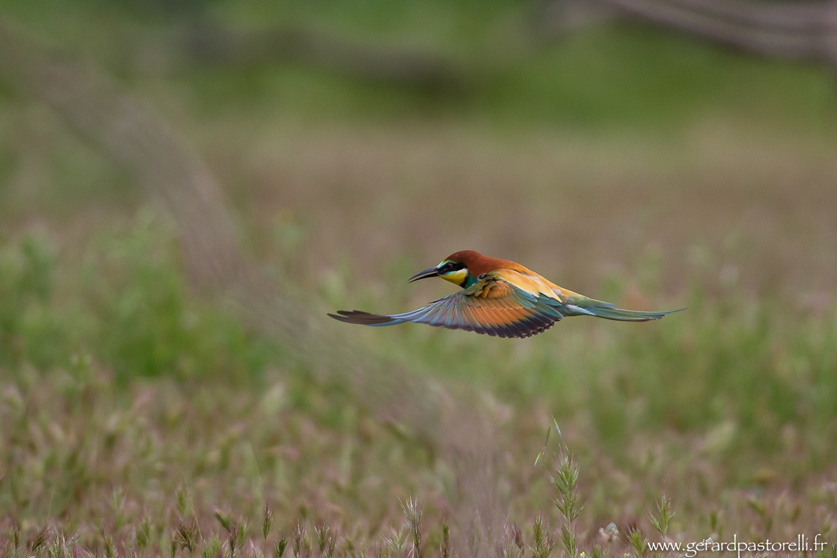 Bee eater 66